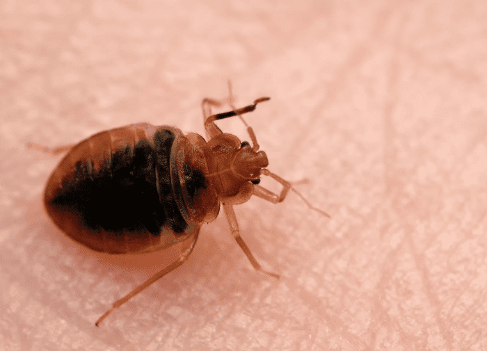 How to Identify Different Bed Bug Bites in Corona, California