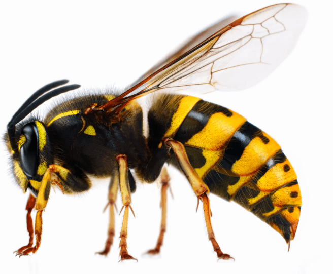 bees and wasps orange county