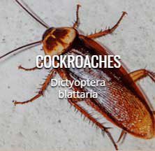 cockroach