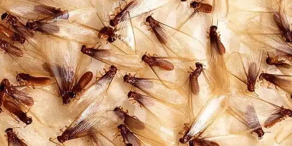 formosan termite orange county