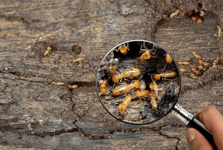 Stay Ahead Of Termite Infestations In Orange County