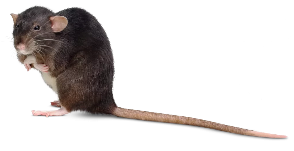rat removal orange county
