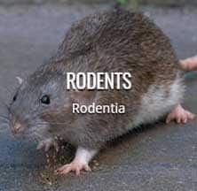 rodent