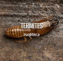 termite