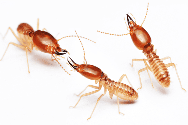 termites