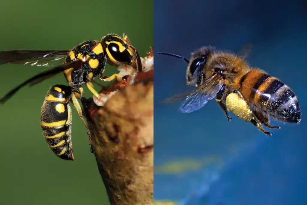 wasp bee insect