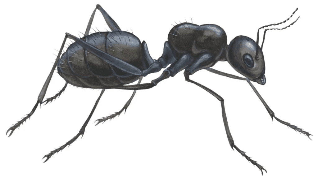 ant