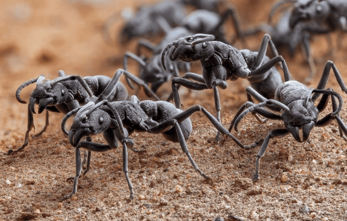 ants orange county