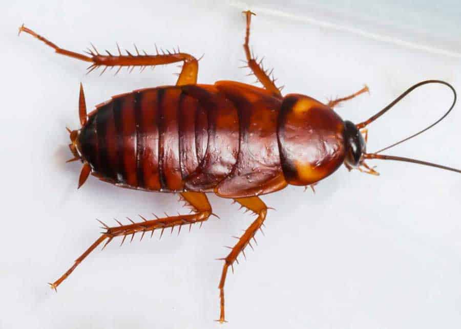 baby roach orange county