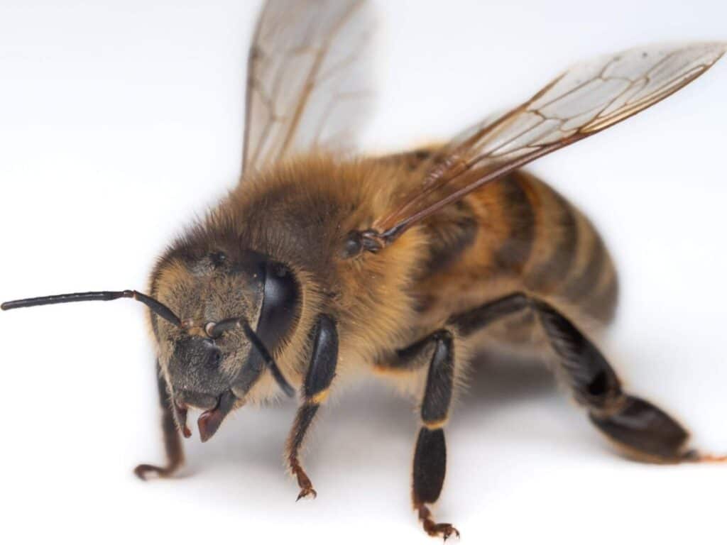 bee