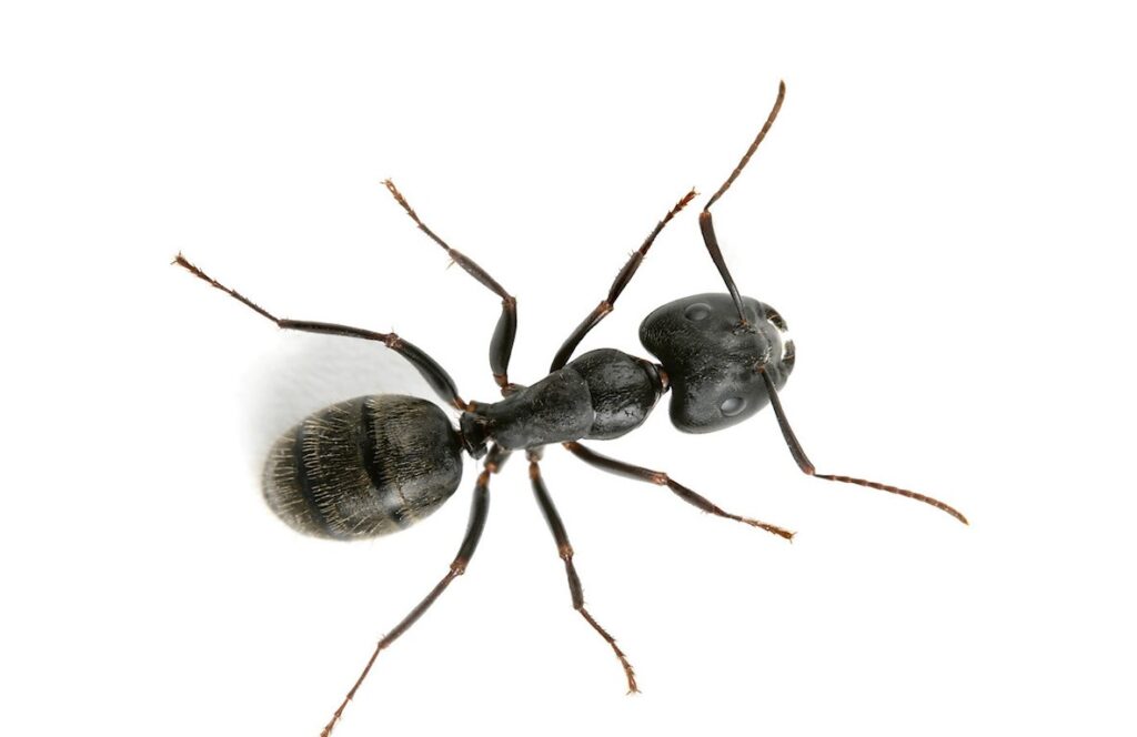 carpenter ant