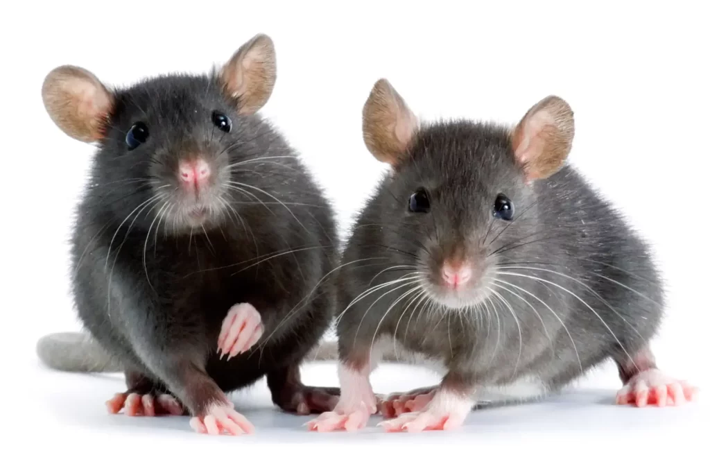 mice