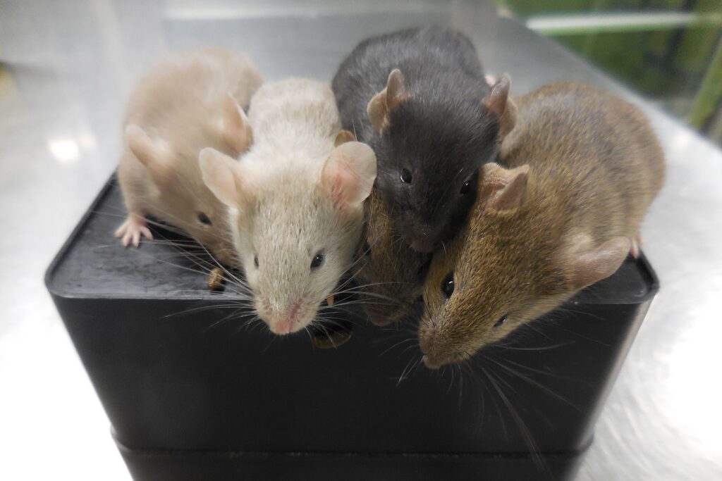 rodent control orange county
