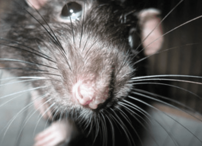 rodents orange county