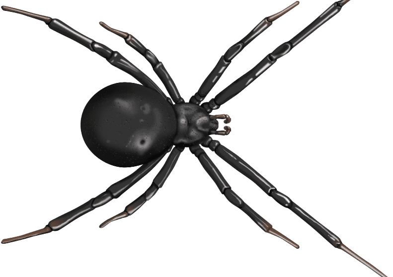 spider