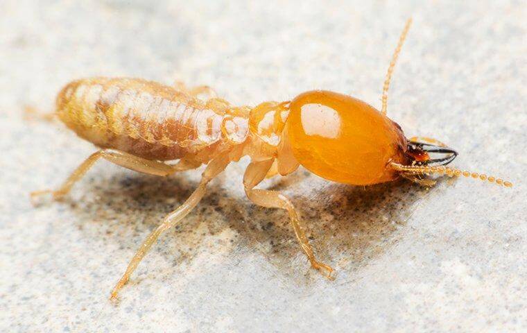 termite control service orange county