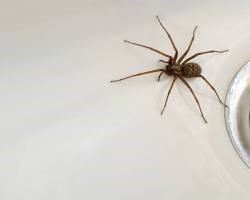 american house spider orange county ca