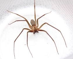 brown recluse spider orange county ca