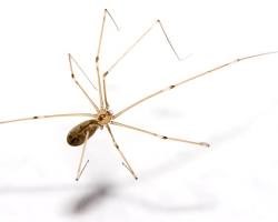daddy longlegs orange county ca