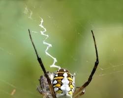 orb weaver spider orange county ca