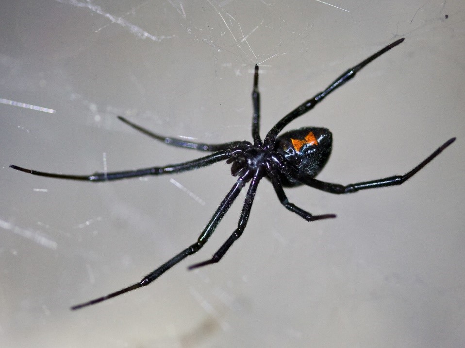 How To Spot Signs of Cocroach Infestation