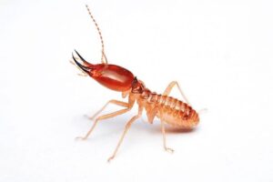 hallmarks of termite behavior 