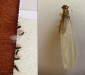 1 termites are highly destructivetermites are highly destructive pests that feed on cellulose a key component of plant cell walls while they do not pose a direct threat to human health their voracious appetite for wood and other cellulose based materials makes them a serious problem for property owners if left untreated termites can establish colonies within a home and cause extensive damage to wooden structures according to forbes reports the average cost to repair termite damage in southern california is 00 or more underscoring the importance of prompt eradication efforts to protect your property from these destructive insects swift action is essential 