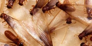 why termite infestations are best left to the professionals