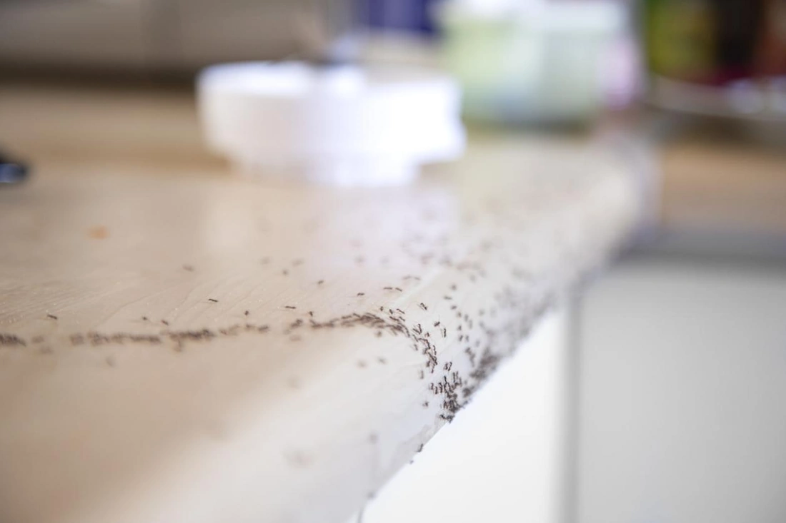 ant activity near sink moisture source kitchen orange county ca pest control 714-236-1200